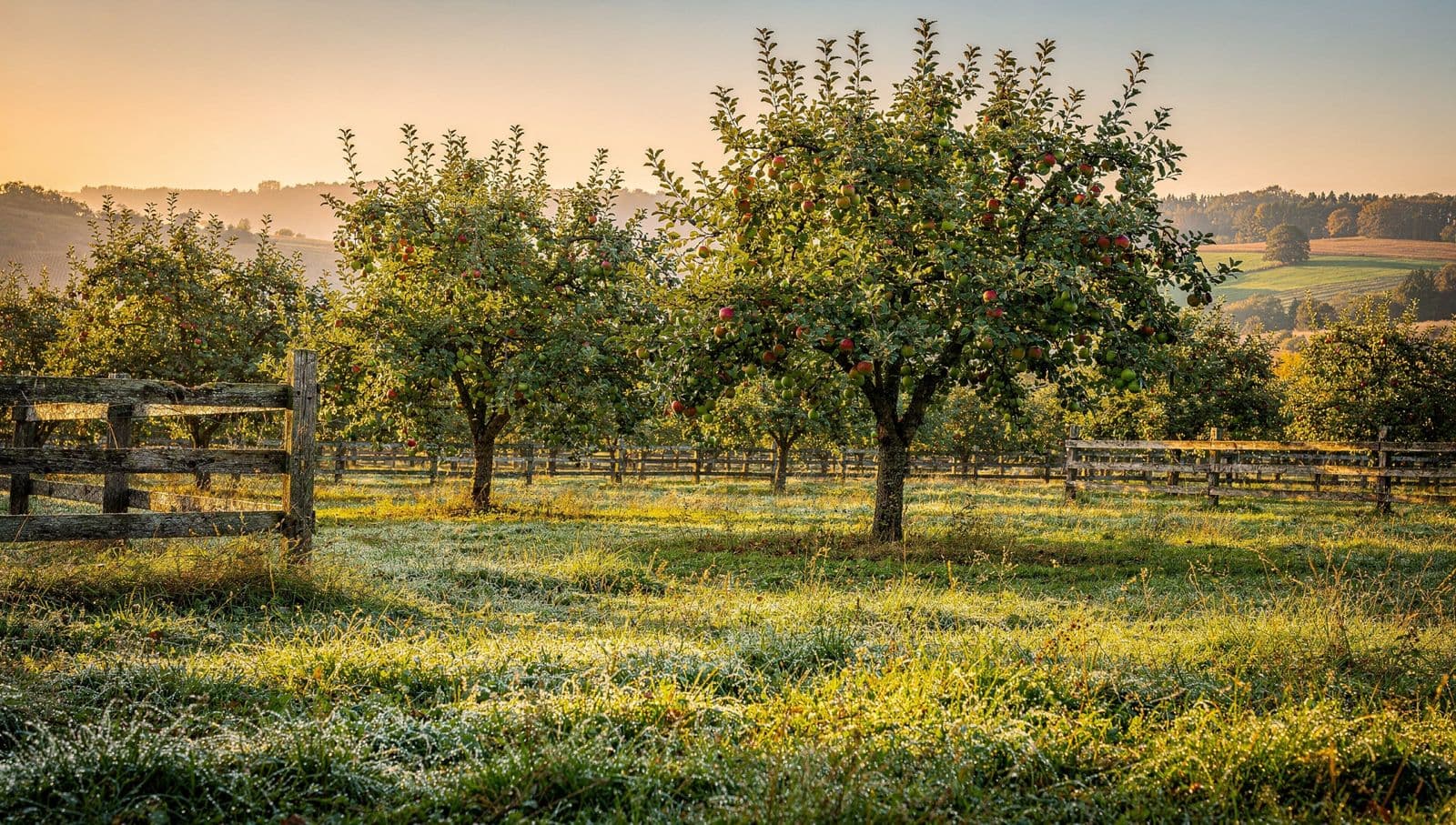 Apple orchard at sunrise